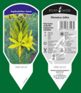 dekorativní rostliny trvalky travní byliny kapradiny 02
