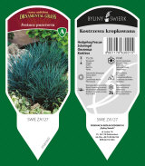 ornamental plants: perennials, grass, herbs, ferns 23